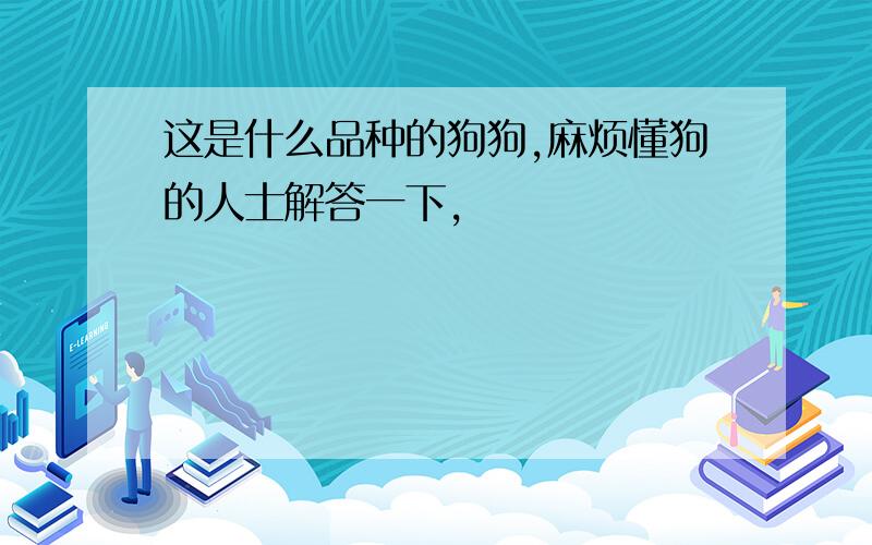 这是什么品种的狗狗,麻烦懂狗的人士解答一下,