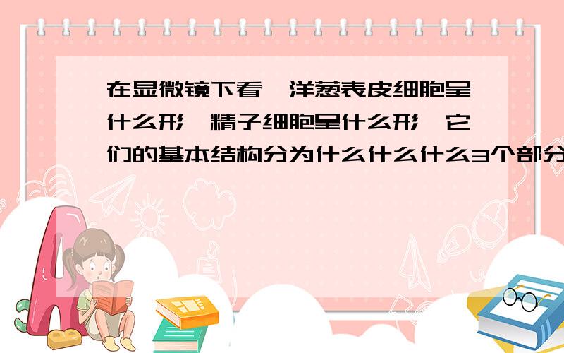 在显微镜下看,洋葱表皮细胞呈什么形,精子细胞呈什么形,它们的基本结构分为什么什么什么3个部分