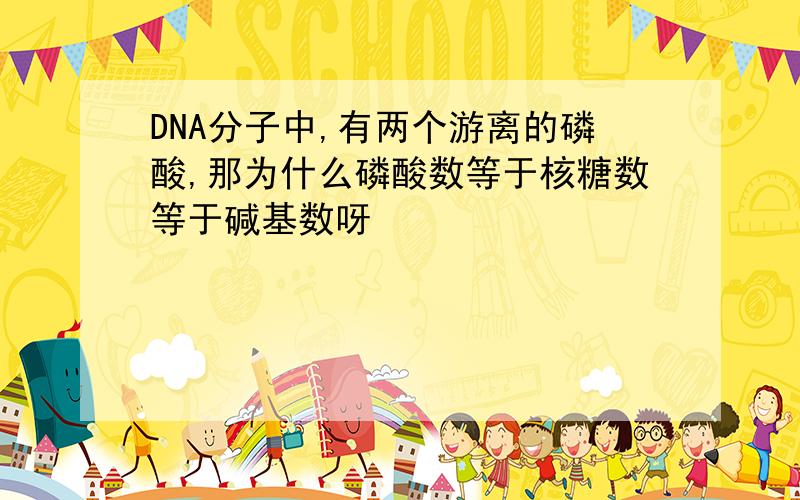 DNA分子中,有两个游离的磷酸,那为什么磷酸数等于核糖数等于碱基数呀