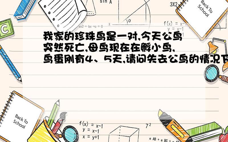 我家的珍珠鸟是一对,今天公鸟突然死亡,母鸟现在在孵小鸟,鸟蛋刚有4、5天,请问失去公鸟的情况下母鸟还会不会继续孵蛋?以后要是买了新的公鸟,母鸟会不会和新的公鸟配对生活?他们之前已