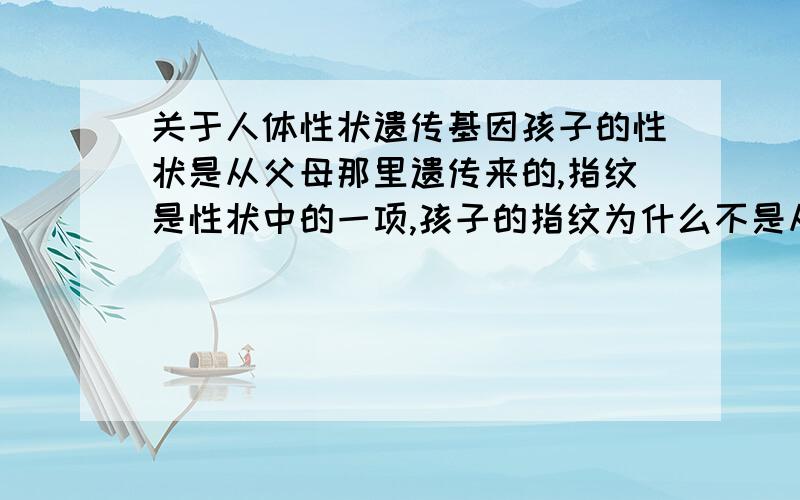 关于人体性状遗传基因孩子的性状是从父母那里遗传来的,指纹是性状中的一项,孩子的指纹为什么不是从父母那里遗传下来的呢?