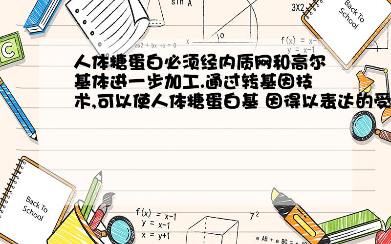 人体糖蛋白必须经内质网和高尔基体进一步加工.通过转基因技术,可以使人体糖蛋白基 因得以表达的受体细胞是 ( )A‘酵母菌 B．大肠杆菌 C．噬菌体 D．蓝藻请写出各项的判断依据和理由,