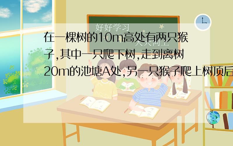 在一棵树的10m高处有两只猴子,其中一只爬下树,走到离树20m的池塘A处,另一只猴子爬上树顶后直接跃向池塘的A处.如果两只猴子所经过的距离相等,且从树顶跃向A处的距离以直线计算,那么这棵