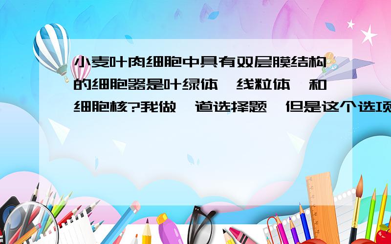 小麦叶肉细胞中具有双层膜结构的细胞器是叶绿体,线粒体,和细胞核?我做一道选择题,但是这个选项为什么错了．