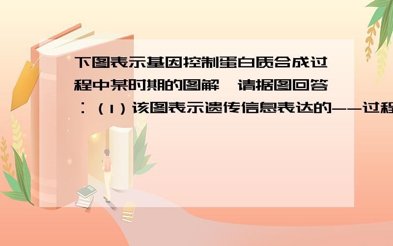 下图表示基因控制蛋白质合成过程中某时期的图解,请据图回答：（1）该图表示遗传信息表达的--过程.（2）该过程进行的场所是【3】----.（）该过程除了形成多肽链以外,还产生的代谢产物是