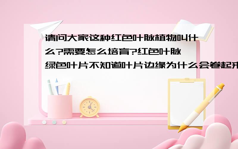 请问大家这种红色叶脉植物叫什么?需要怎么培育?红色叶脉,绿色叶片不知道叶片边缘为什么会卷起来