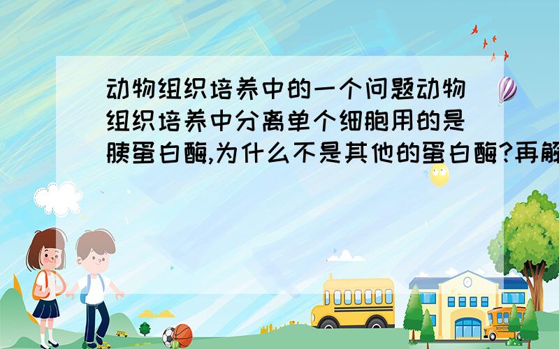 动物组织培养中的一个问题动物组织培养中分离单个细胞用的是胰蛋白酶,为什么不是其他的蛋白酶?再解释一下胰蛋白酶的作用机理.