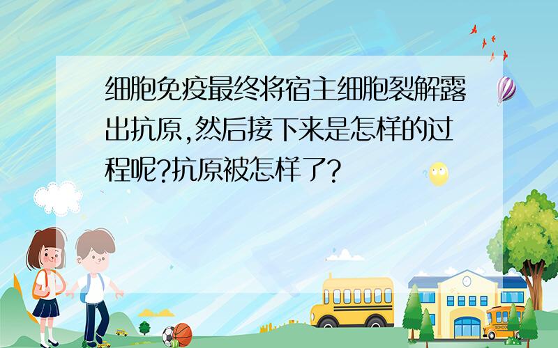 细胞免疫最终将宿主细胞裂解露出抗原,然后接下来是怎样的过程呢?抗原被怎样了?