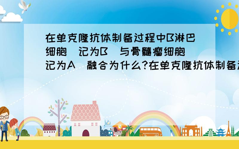 在单克隆抗体制备过程中B淋巴细胞(记为B)与骨髓瘤细胞(记为A)融合为什么?在单克隆抗体制备过程中B淋巴细胞(记为B)与骨髓瘤细胞(记为A)融合为什么会产生AB,AA,BB这三种类型的杂交细胞,不是