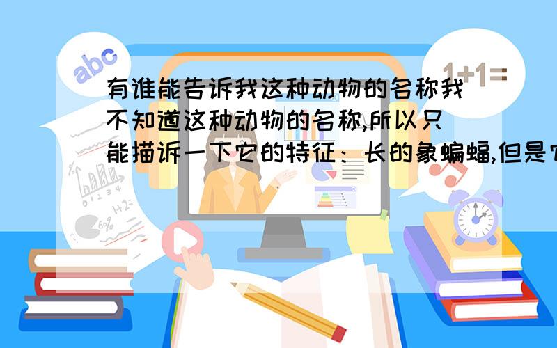 有谁能告诉我这种动物的名称我不知道这种动物的名称,所以只能描诉一下它的特征：长的象蝙蝠,但是它有一条尾巴,能飞行,可以粘在悬崖峭壁上尾巴很粗的