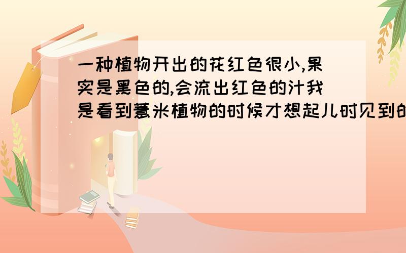 一种植物开出的花红色很小,果实是黑色的,会流出红色的汁我是看到薏米植物的时候才想起儿时见到的这种植物,记得小时候还把果实捣烂和水混一起成红色用钢笔吸着当墨水玩,还拿来给白纸