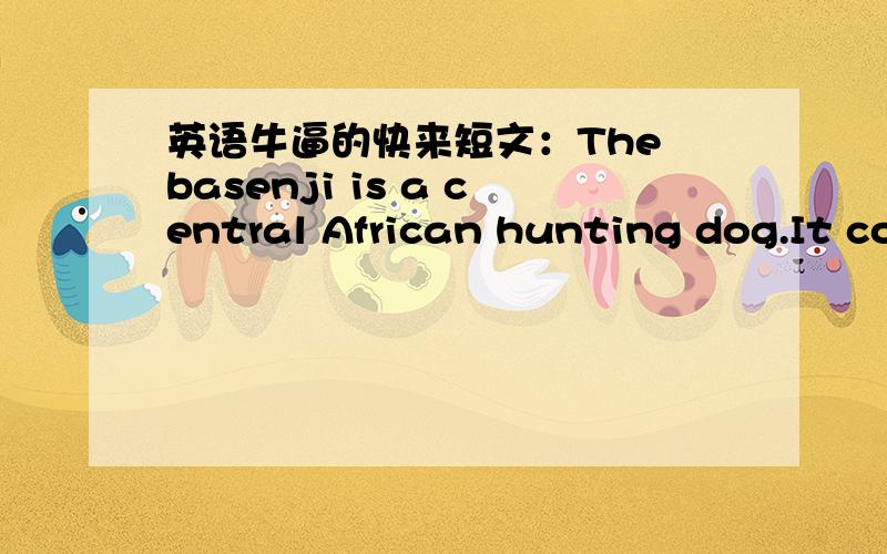 英语牛逼的快来短文：The basenji is a central African hunting dog.It comes from a country called chad,which is north of the central african republic.the basenji was well-known as the 