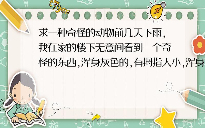 求一种奇怪的动物前几天下雨,我在家的楼下无意间看到一个奇怪的东西,浑身灰色的,有拇指大小,浑身粘稠粘稠,象一只蚂蝗一样,还在蠕动.怪怪!我好奇随手拿起一根树枝去,弄了它一下,居然冲