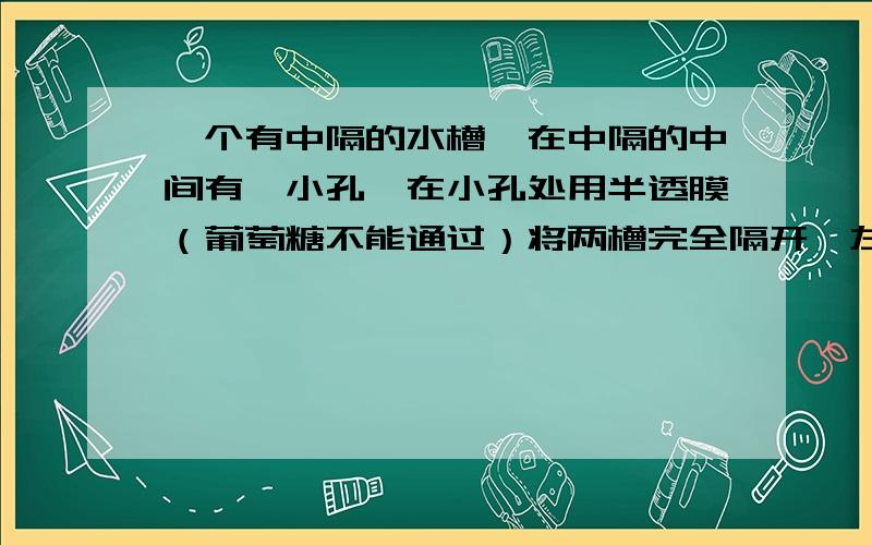 一个有中隔的水槽,在中隔的中间有一小孔,在小孔处用半透膜（葡萄糖不能通过）将两槽完全隔开,左槽中装有麦芽糖溶液,右槽中装有蔗糖溶液,两侧的液面等高.蔗糖溶液和麦芽糖溶液的物质