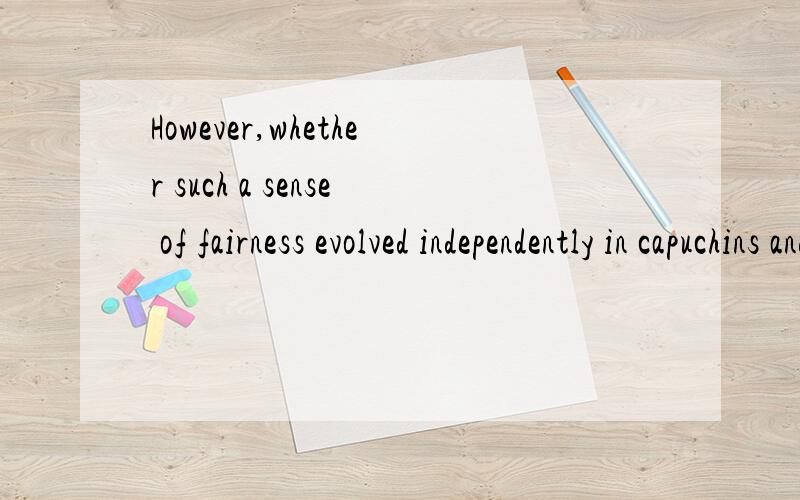 However,whether such a sense of fairness evolved independently in capuchins and humans,or whether it stems from the common ancestor that the species had 35 million years ago,is ,as yet,an unanswered question.这个主语从句中的whether such a sen