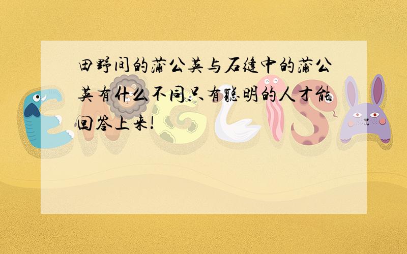 田野间的蒲公英与石缝中的蒲公英有什么不同只有聪明的人才能回答上来!