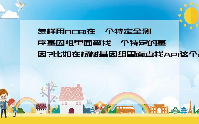 怎样用NCBI在一个特定全测序基因组里面查找一个特定的基因?比如在杨树基因组里面查找AP1这个基因