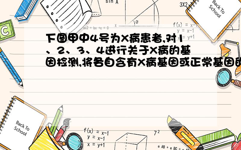 下图甲中4号为X病患者,对1、2、3、4进行关于X病的基因检测,将各自含有X病基因或正常基因的相关DNA片段（数字代表长度）用层析法分离,结果如下图乙.下列有关分析判断正确的是A．长度为9.7