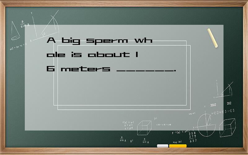 A big sperm whale is about 16 meters ______.