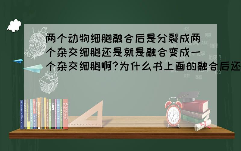 两个动物细胞融合后是分裂成两个杂交细胞还是就是融合变成一个杂交细胞啊?为什么书上画的融合后还要有丝分裂 然后变成两个完整的杂交细胞,而练习册是说融合成一个杂交细胞（里面只