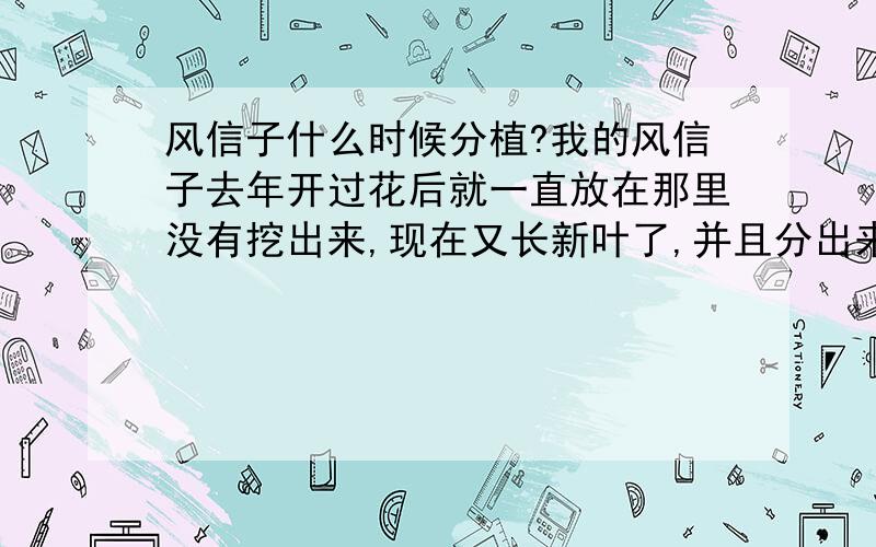 风信子什么时候分植?我的风信子去年开过花后就一直放在那里没有挖出来,现在又长新叶了,并且分出来好多,什么时候可以分盆种啊?