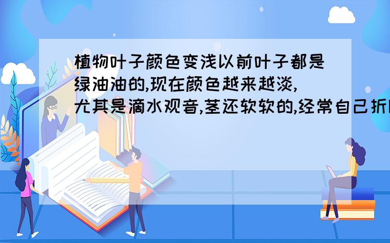 植物叶子颜色变浅以前叶子都是绿油油的,现在颜色越来越淡,尤其是滴水观音,茎还软软的,经常自己折断了.植物放在阳光充足的地方.温度也不低.是缺少什么东西吗?还是太阳晒过头或是其他