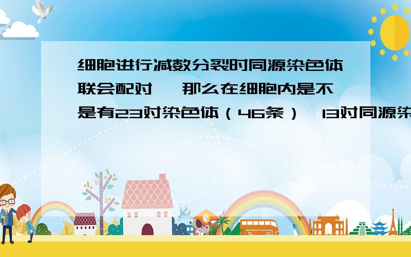 细胞进行减数分裂时同源染色体联会配对 ,那么在细胞内是不是有23对染色体（46条）,13对同源染色体?