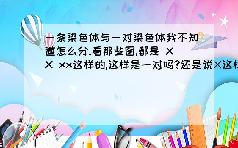 一条染色体与一对染色体我不知道怎么分.看那些图,都是 XX xx这样的,这样是一对吗?还是说X这样就是一对呢?还是说II这样才是一对呢?或者换一个问法XX这样的染色体怎样形容?X这样的染色体怎