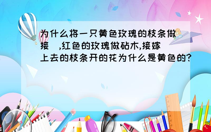 为什么将一只黄色玫瑰的枝条做接橞,红色的玫瑰做砧木,接嫁上去的枝条开的花为什么是黄色的?