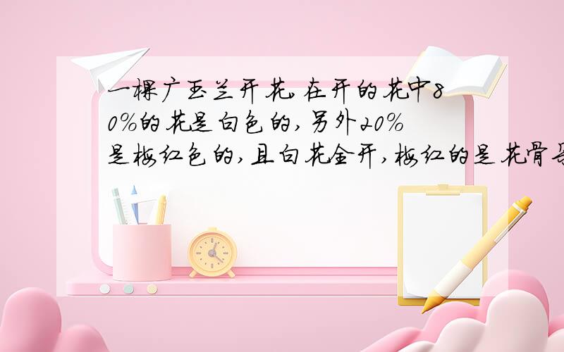 一棵广玉兰开花,在开的花中80%的花是白色的,另外20%是梅红色的,且白花全开,梅红的是花骨朵,为啥?