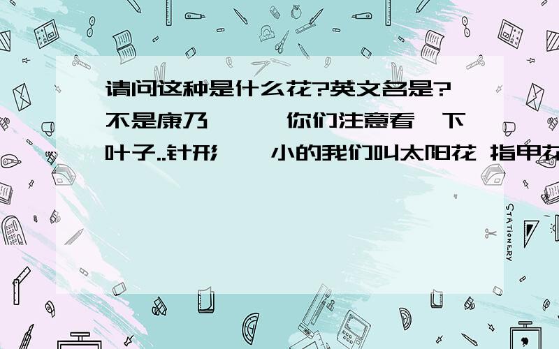 请问这种是什么花?英文名是?不是康乃馨,,你们注意看一下叶子..针形,,小的我们叫太阳花 指甲花,,不知真正书面上叫什么花