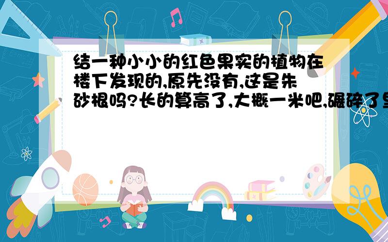 结一种小小的红色果实的植物在楼下发现的,原先没有,这是朱砂根吗?长的算高了,大概一米吧,碾碎了里面的种子像辣椒籽,我手贱吃了一小颗,吐了之后嘴里清凉凉的,感觉挺奇怪的,味道似乎有