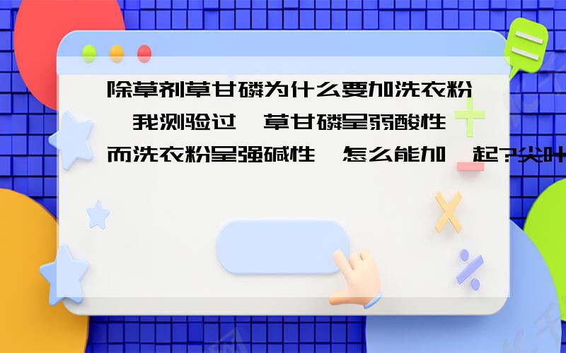 除草剂草甘磷为什么要加洗衣粉,我测验过,草甘磷呈弱酸性,而洗衣粉呈强碱性,怎么能加一起?尖叶草好难粘住药液,有办法吗?