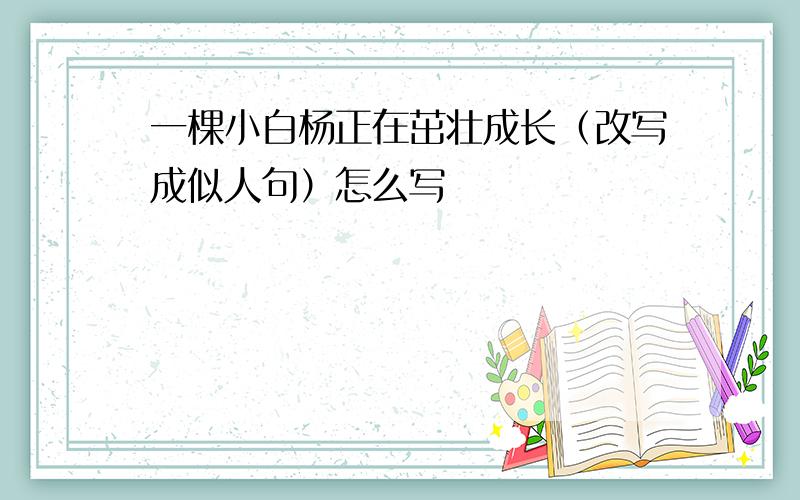 一棵小白杨正在茁壮成长（改写成似人句）怎么写