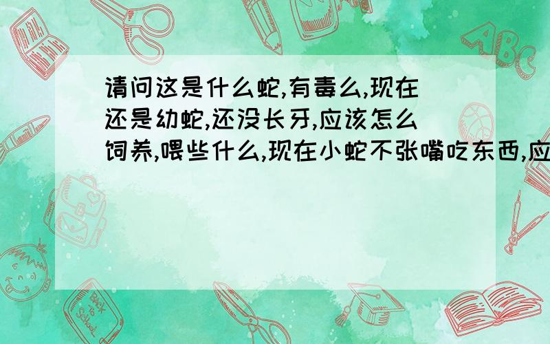 请问这是什么蛇,有毒么,现在还是幼蛇,还没长牙,应该怎么饲养,喂些什么,现在小蛇不张嘴吃东西,应该怎么灌喂