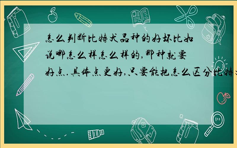 怎么判断比特犬品种的好坏比如说哪怎么样怎么样的,那种就要好点.具体点更好,只要能把怎么区分比特犬品种好坏就好.