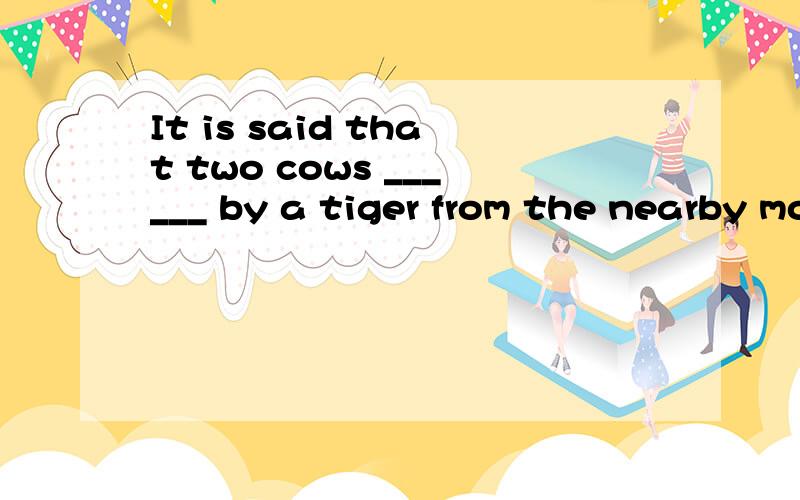 It is said that two cows ______ by a tiger from the nearby mountains.A.have been killed B.to be killed C.being killed D.had been killed请问怎样选择,为什么?