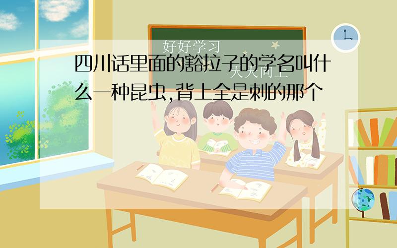 四川话里面的豁拉子的学名叫什么一种昆虫,背上全是刺的那个