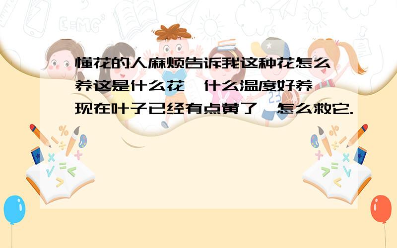 懂花的人麻烦告诉我这种花怎么养这是什么花,什么温度好养,现在叶子已经有点黄了,怎么救它.