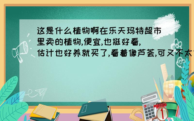 这是什么植物啊在乐天玛特超市里卖的植物,便宜,也挺好看,估计也好养就买了,看着像芦荟,可又不太像,听说有的植物放在室内养会有毒,不知这个是不是