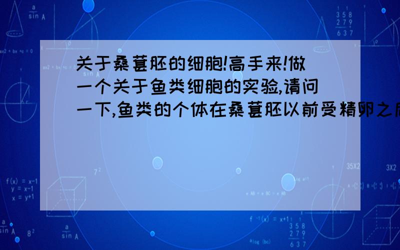 关于桑葚胚的细胞!高手来!做一个关于鱼类细胞的实验,请问一下,鱼类的个体在桑葚胚以前受精卵之后的这段时间,去卵膜后,用某种手段进行细胞融合（异种的体细胞）那么,这个融合细胞有没