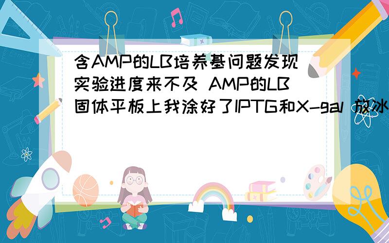 含AMP的LB培养基问题发现实验进度来不及 AMP的LB固体平板上我涂好了IPTG和X-gal 放冰箱2天后还能正常做蓝白筛选实验吗?如果可以要几度放置?