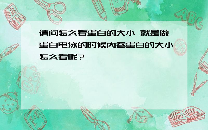 请问怎么看蛋白的大小 就是做蛋白电泳的时候内参蛋白的大小怎么看呢?