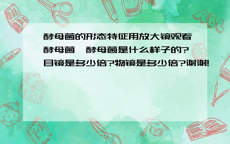 酵母菌的形态特征用放大镜观看酵母菌,酵母菌是什么样子的?目镜是多少倍?物镜是多少倍?谢谢!