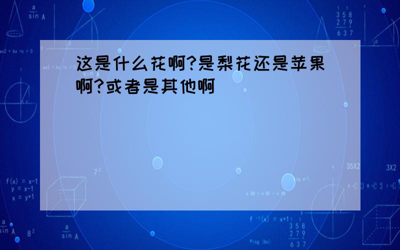 这是什么花啊?是梨花还是苹果啊?或者是其他啊