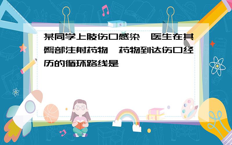 某同学上肢伤口感染,医生在其臀部注射药物,药物到达伤口经历的循环路线是