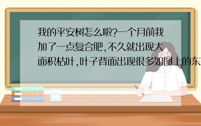 我的平安树怎么啦?一个月前我加了一点复合肥,不久就出现大面积枯叶,叶子背面出现很多如图上的东东,花盆我摆在客厅,偶尔有太阳照射,水一星期加一次,土里有蚂蚁.我该怎么挽救它?急我拔