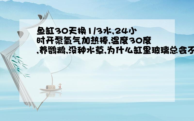 鱼缸30天换1/3水,24小时开泵氧气加热棒,温度30度,养鹦鹉,没种水草,为什么缸里玻璃总会不断长一块块苔清洁工买过了,没用.而且那些苔不是很正常地长,而是这里一块那里一块,如果一直不换水