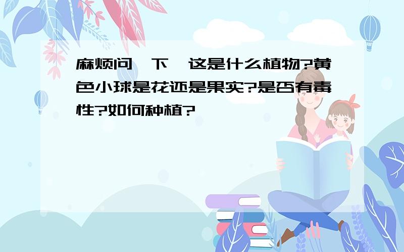 麻烦问一下,这是什么植物?黄色小球是花还是果实?是否有毒性?如何种植?