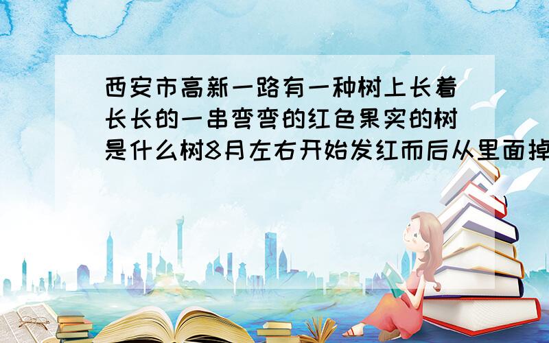 西安市高新一路有一种树上长着长长的一串弯弯的红色果实的树是什么树8月左右开始发红而后从里面掉出红色果 谢